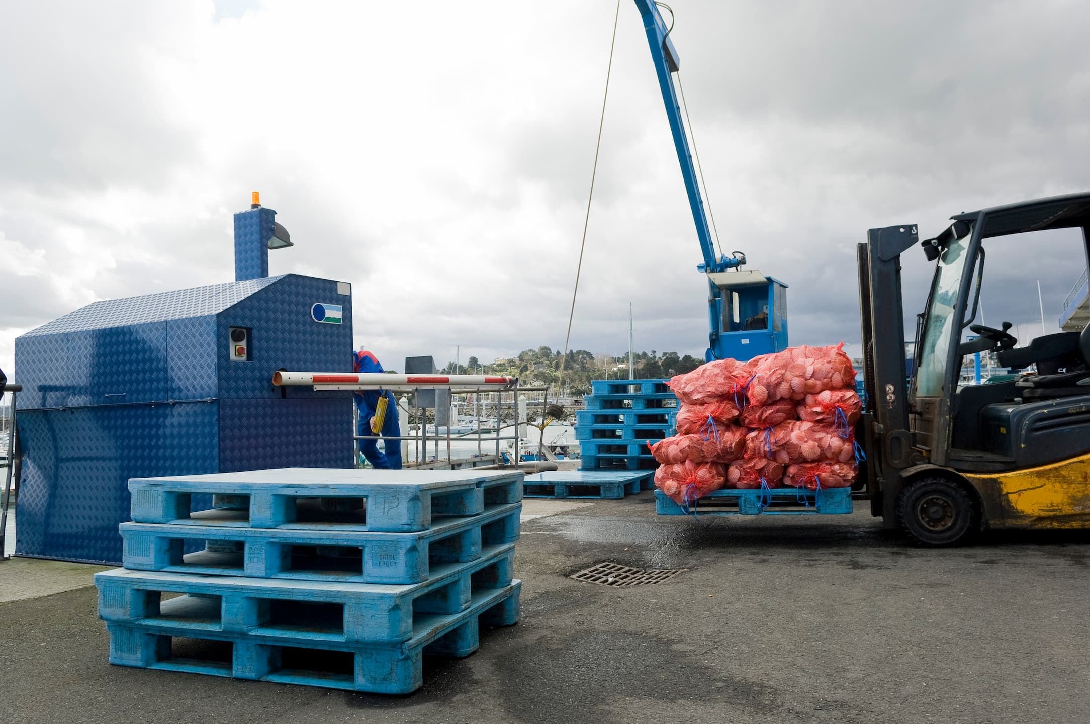 Recyclage de coquilles Saint Jacques